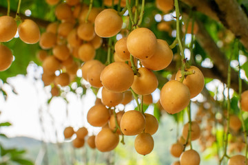 Wall Mural - Ma Fai, tropical fruit