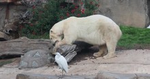 Polar Bear Eating With Bird Watching. Large White Carnivorous Bear That Lives Mainly In The Arctic Circle And Captivity Zoo Enclosures. Cold Temperature Hunts For Seals Across Snow, Ice And Tundra.