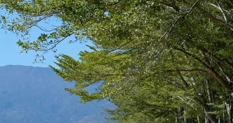 Wall Mural - green tree and blue sky