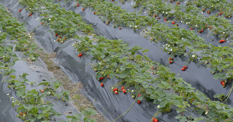 Poster - Fresh Strawberry farm