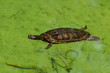 Wasser Schildkröten