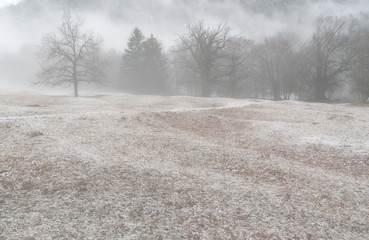 Poster - winter forest and mountain landscape in bad weather with fog and rime on the ground