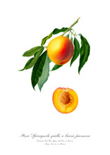 Vintage Watercolour Botanic Art Poster Of Peach.