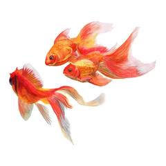 Carp koi fish Watercolor Painting ,Print Wall Art ,Hand painted. Golden fish Illustration isolated on white background.