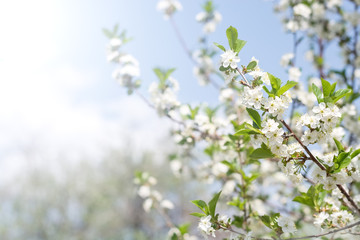 Wall Mural - flowering branch of cherry against the background of blue sky in the sunlight. beautiful gentle spri