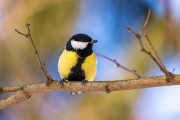 Blue tit perched on a branch