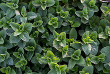 Oregano Background Of Green Fresh Leaves