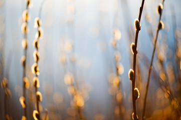 Wall Mural - Willow catkins lit by setting sun.