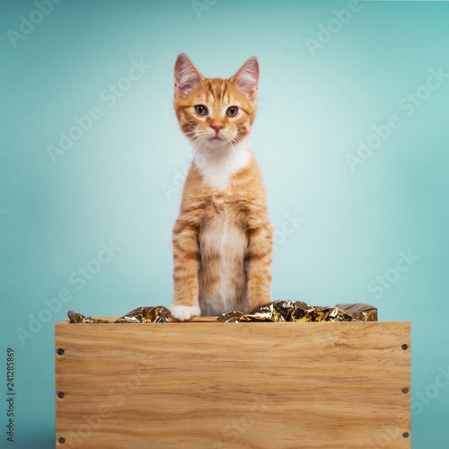 Fotografía Studio rot weisse Katze Kitte streckt sich auf einer Kiste mint farbener Hinterg