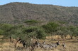 Zebras in der Savanne der Serengeti 