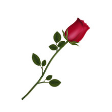 Highly Detailed Flower Of Red Rose Isolated On White Background.