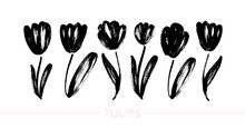 Collection Of Hand Drawn Graphic Tulips. Vector Floral Clip Art Elements.