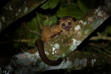 Wall Mural - kinkajou - potos flavus, rainforest mammal of the family procyonidae related to olingos, coatis, rac
