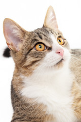 Wall Mural - Portrait of a tabby cat on a light white background.