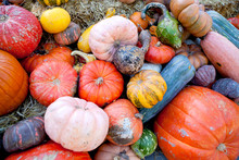 Fall Harvest Of Mix Gourds And Pumpkins