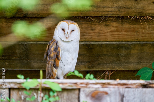 Fotomural Surrey the English Barn Owl
