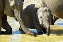 Sri Lankan Elephants (Elephas Maximus Maximus) In The Water While Drinking, Minneriya National Park, Northern Central Province, Sri Lanka, Asia