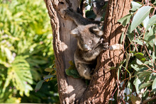 A Joey Australian Koala