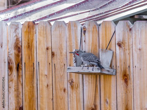 Wood Pecker In A Bird Feeder Hanging On A Fence With Copy Space