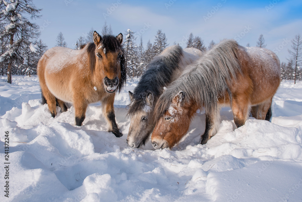 In Yakutia, horses live in the open air all year round (at temperatures ...