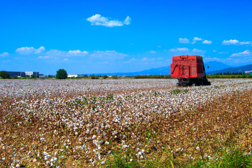 Wall Mural - Cotton fields ready for harvesting