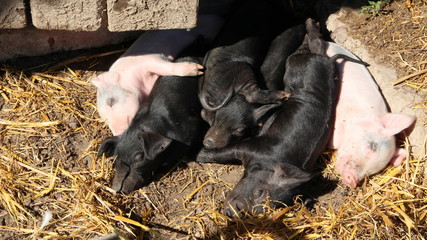 Wall Mural - Pink piglets bask in sun and sleep