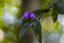 Wild Orchid Growing On A Tree In The Rainforest Of The Carara National Park In Costa Rica