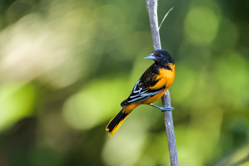 Baltimore oriole in a tree in the Carara National Park in Costa Rica