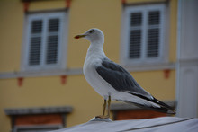 The Proud Big Seagull