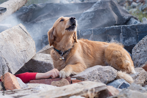 Fotomural Dog looking for injured people in ruins after earthquake.