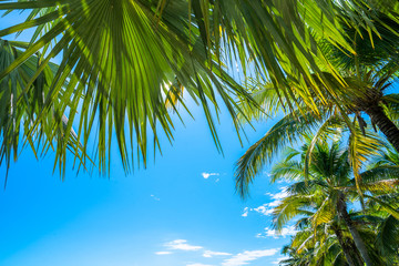 Wall Mural - Coconut Palm tree with blue sky