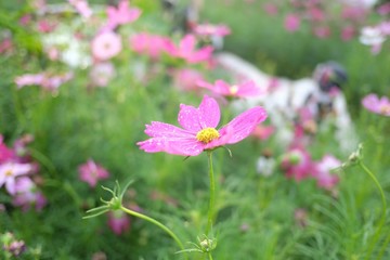 Sweet pink cosmos flower blossom with droplets growing in botanical garden and green nature background