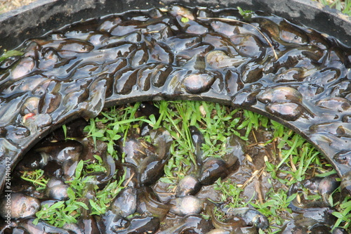 Fotografia, Obraz Tedpoles in water and on grass. Small amphibians