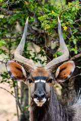 Wall Mural - Nyala Bull