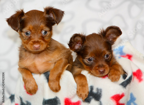 Two Small Puppies Close Up Portrait Of Red Dogs Front View Cute