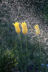 Wall Mural - Tulips in the rain