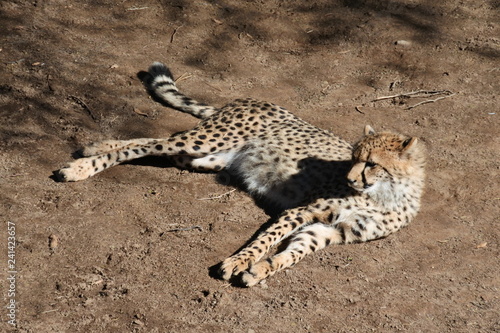 Fotografie, Obraz Ein Gepard in der Sonne in der kleinen Karoo in Südafrika