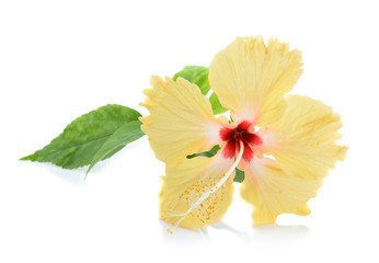 Yellow hibiscus flower isolated on white background