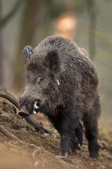 Wall Mural - wild boar, sus scrofa, czech republic