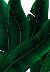Fototapete - Tropical Banner with Realistic Banana Tree Leaves.