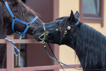 Poster - Portrait of two spanish horses.