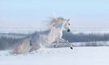 Fototapeta Konie - White horse with long mane galloping across winter meadow.