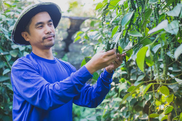 Happy young asia man farmer harvest Piper nigrum pepper in farm