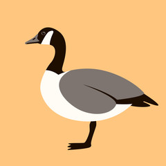 canadian goose, vector illustration , flat style