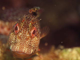 Wall Mural - Gobiidae is a family of bony fish in the order Gobiiformes