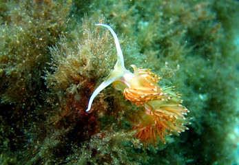 Wall Mural - Godiva is a genus of sea slugs, a nudibranch, a shell-less marine gastropod mollusks in the family Facelinidae