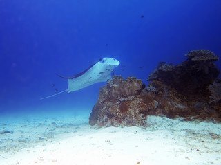 Wall Mural - The giant oceanic manta ray (Manta birostris) is a species of ray in the family Mobulidae, and the largest type of ray in the world