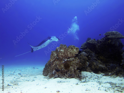 Fototapeta Olbrzymi oceaniczny manta (Manta birostris) to gatunek promienia w rodzinie Mobulidae i największy typ promienia na świecie