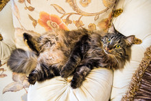 Norwegian Forest Cat Portrait With Big Fluffy Muzzle Is Lying On The Couch In A Funny Belly-to-top Pose