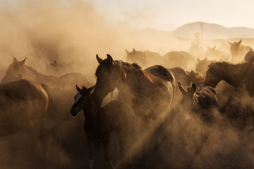 Naklejka na meble Landscape of wild horses running at sunset with dust in background.